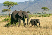 African Elephant (Loxodonta africana) mother and calf. Masai-Mara Game Reserve, Kenya.