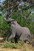 African Elephant (Loxodonta africana) male reaching up high in tree with trunk to feed. Masai-Mara Game Reserve, Kenya.