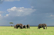 African Elephant (Loxodonta africana) herd on grasslands. Masai-Mara Game Reserve, Kenya.