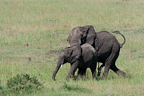 African Elephant (Loxodonta africana) male approaching female to mate. Masai-Mara Game Reserve, Kenya.
