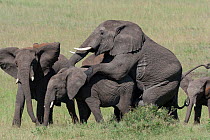 African Elephant (Loxodonta africana) mating among herd. Masai-Mara Game Reserve, Kenya.