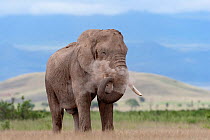 African Elephant (Loxodonta africana) male dust bathing. Amboseli National Park, Kenya.