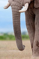 African Elephant (Loxodonta africana), trunk of a male. Amboseli National Park, Kenya.
