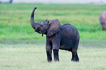 African Elephant (Loxodonta africana) young in alert posture with trunk raised. Amboseli National Park, Kenya.