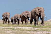 RF- African Elephant (Loxodonta africana) herd walking in line. Amboseli National Park, Kenya. (This image may be licensed either as rights managed or royalty free.)