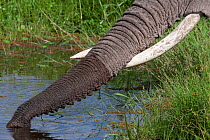 African Elephant (Loxodonta africana) trunk drinking. Amboseli National Park, Kenya.