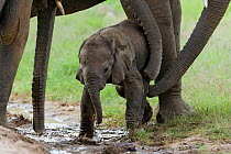 African Elephant (Loxodonta africana) females helping a very young baby. Amboseli National Park, Kenya.