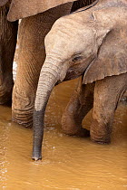 African Elephant (Loxodonta africana), young drinking in the Ewaso Ngiro river. Samburu game reserve, Kenya.