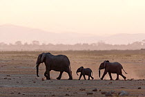 African Elephant (Loxodonta africana) mother and its two babies at dusk. Amboseli National Park, Kenya.