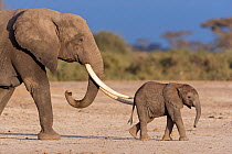 African Elephant (Loxodonta africana), mother and baby. Amboseli National Park, Kenya.