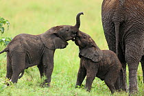 African Elephant (Loxodonta africana) babies playing. Masai-Mara Game Reserve, Kenya.
