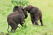 African Elephant (Loxodonta africana) babies playing. Masai-Mara Game Reserve, Kenya.