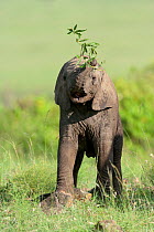 African Elephant (Loxodonta africana), baby playing with a branch. Masai-Mara Game Reserve, Kenya.