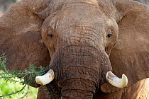 African Elephant (Loxodonta africana) close up portrait of male. Samburu game reserve, Kenya.