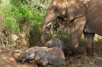African Elephant (Loxodonta africana), female looking after babies resting. Samburu game reserve, Kenya.