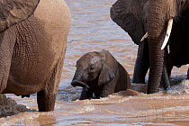 African Elephant (Loxodonta africana), baby crossing the Ewaso Ngiro river. Samburu game reserve, Kenya.