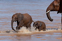 African Elephant (Loxodonta africana), mother and its two young in the Ewaso Ngiro river. Samburu game reserve, Kenya.