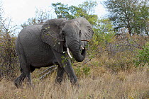 African Elephant (Loxodonta africana) male feeding on vegetation. Kruger National Park, South Africa.