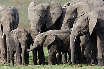 African Elephant (Loxodonta africana) babies playing, surrounded by adult females. Masai-Mara Game Reserve, Kenya.