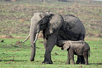 African Elephant (Loxodonta africana), baby suckling its mother. Masai-Mara Game Reserve, Kenya.