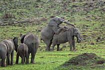 African Elephant (Loxodonta africana), young males playing and pretending to copulate. Masai-Mara Game Reserve, Kenya.