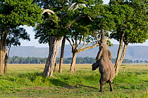 African Elephant (Loxodonta africana) standing on hind legs to reach leaves high in tree. Masai-Mara Game Reserve, Kenya.