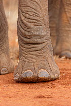 African Elephant (Loxodonta africana), close-up of the foot. Tsavo East National Park, Kenya.
