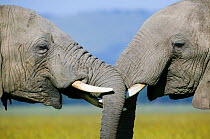African Elephant (Loxodonta africana), males hed to head while fighting. Masai-Mara Game Reserve, Kenya.