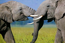 RF- African Elephant (Loxodonta africana) males fighting. Masai-Mara Game Reserve, Kenya. (This image may be licensed either as rights managed or royalty free.)