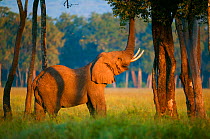African Elephant (Loxodonta africana), male feeding from tree. Masai-Mara Game Reserve, Kenya.