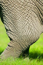 African Elephant (Loxodonta africana), skin close-up of the skin of a leg. Masai-Mara Game Reserve, Kenya.