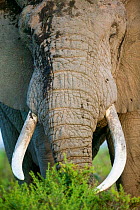 RF- African Elephant (Loxodonta africana) large male feeding. Masai-Mara Game Reserve, Kenya. (This image may be licensed either as rights managed or royalty free.)