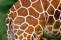 Reticulated giraffe (Giraffa camelopardalis reticulata) markings on back, Samburu game reserve, Kenya.