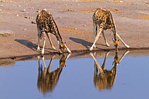 RF- South african giraffe (Giraffa camelopardalis giraffa) drinking. Etosha National Park, Namibia. (This image may be licensed either as rights managed or royalty free.)