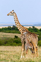 Masai Giraffe (Giraffa cameleopardalis tippelskirchi), mother and young. Masai-Mara game reserve, Kenya.