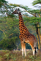 Baringo / Rothschild giraffe (Giraffa camelopardalis rothschildi). Nakuru national park, Kenya.