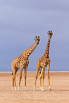 Masai giraffe (Giraffa cameleopardalis tippelskirchi), on the pan of dry lake. Amboseli national park, Kenya.