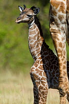 Masai Giraffe (Giraffa cameleopardalis tippelskirchi), baby, Masai-Mara game reserve, Kenya.