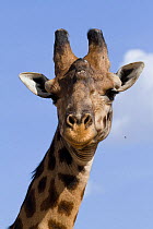 Masai Giraffe (Giraffa cameleopardalis tippelskirchi), hed portrait. Masai-Mara game reserve, Kenya.