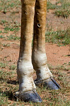 Masai Giraffe (Giraffa cameleopardalis tippelskirchi), close-up of lower legs and hooves. Masai-Mara game reserve, Kenya.