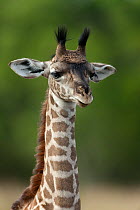 Masai Giraffe (Giraffa cameleopardalis tippelskirchi), portrait of young baby. Masai-Mara game reserve, Kenya.