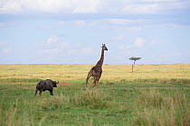 Male buffalo (Syncerus caffer) chasing Masai Giraffe (Giraffa cameleopardalis tippelskirchi) Masai-Mara Game Reserve, Kenya.