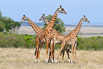 Masai Giraffe (Giraffa cameleopardalis tippelskirchi) males socialising. Masai-Mara game reserve, Kenya.