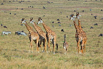 Masai Giraffe (Giraffa cameleopardalis tippelskirchi), herd with baby and various plains mammals in background. Masai-Mara game reserve, Kenya.