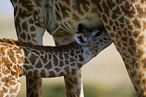 Masai Giraffe (Giraffa cameleopardalis tippelskirchi), young suckling from its mother. Masai-Mara game reserve, Kenya.