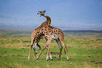 Masai Giraffe (Giraffa cameleopardalis tippelskirchi), males fighting. Masai-Mara game reserve, Kenya.