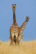 Masai Giraffe (Giraffa camelopardalis tippelskirchi) male and female (back). Masai-Mara Game Reserve, Kenya.