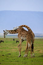 Masai Giraffe (Giraffa camelopardalis tippelskirchi), males fighting. Masai-Mara game reserve, Kenya.