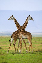 Masai Giraffe (Giraffa camelopardalis tippelskirchi), males competing. Masai-Mara game reserve, Kenya.