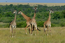 Masai Giraffe (Giraffa camelopardalis tippelskirchi) group. Masai-Mara game reserve, Kenya.